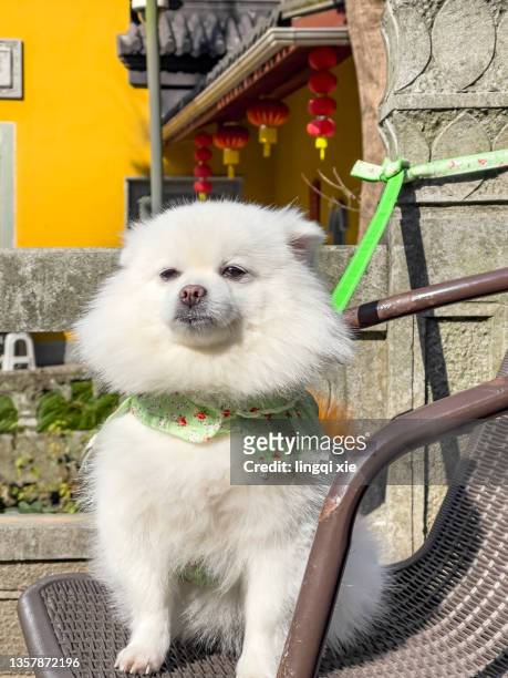 dog standing on a chair - pomeranian stock pictures, royalty-free photos & images