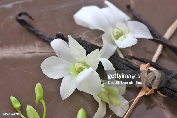 vanilla orchid - vanilla stock pictures, royalty-free photos & images