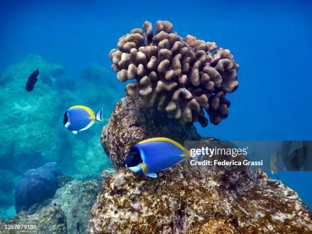 two powderblue surgeonfish or blue tang (acanthurus leucosternon), maldives - male maldives stock-fotos und bilder