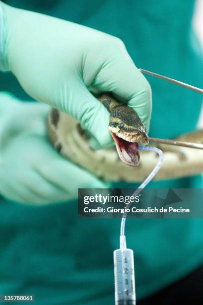 Python Snake Intubation Medical Snake Staff Photos and Premium High Res Pictures - Getty Images
