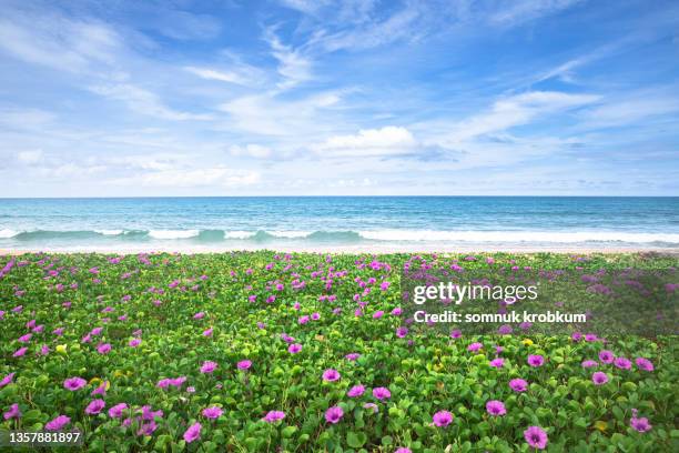 morning glory flower field on sea beach - purperwinde stockfoto's en -beelden