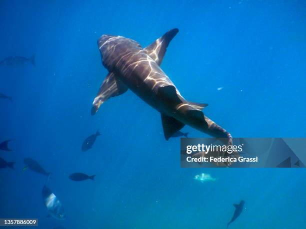 tawny nurse shark (nebrius ferrugineus),maldives. common local name: nidhan miyaru - male imagens e fotografias de stock