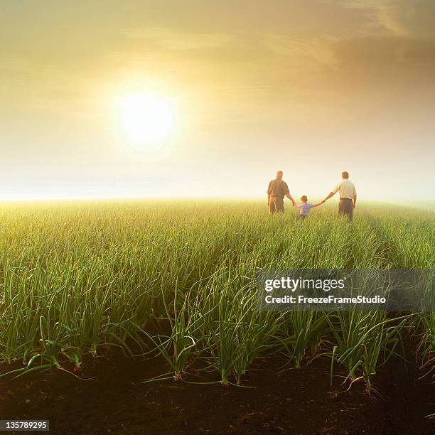 three generations (grandfather, son, grandson) holding hands in farm field - farm family stockfoto's en -beelden