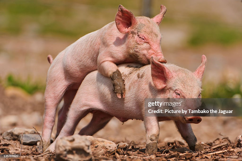 Mating Of Pigs High-Res Stock Photo - Getty Images Mating Of Pigs High-Res Stock Photo - Getty Images