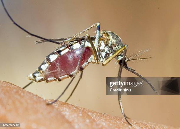 mosquito - mosquito fotografías e imágenes de stock
