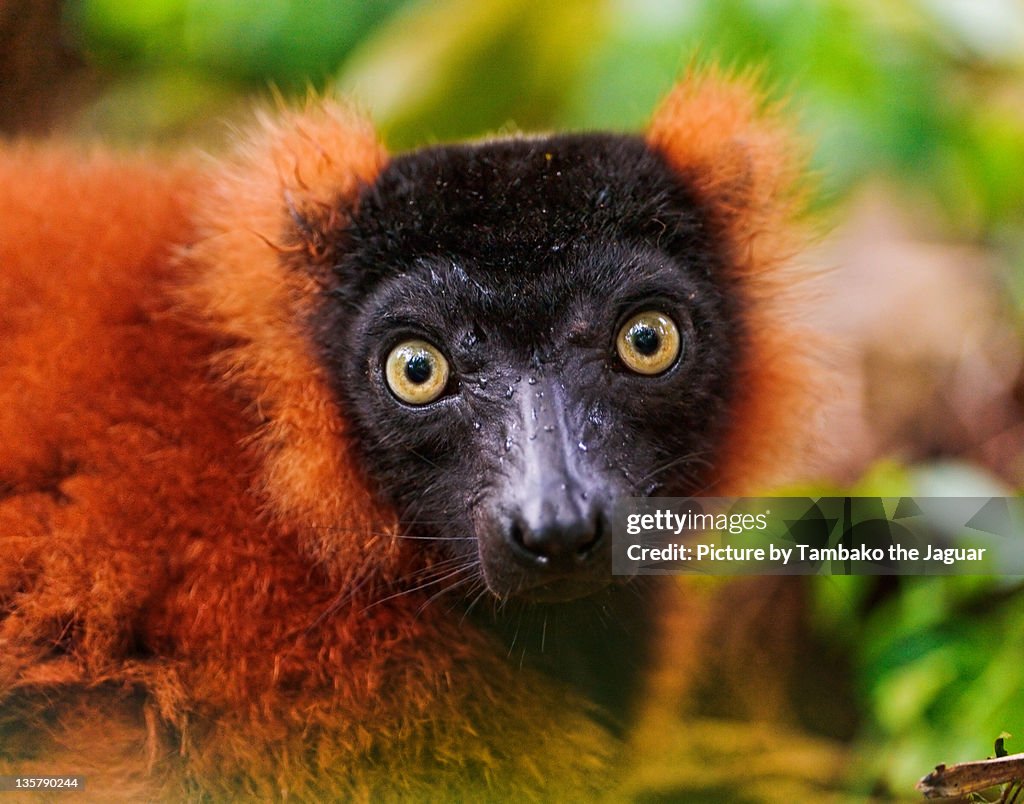 Red Ruffed Lemar Portrait Of Red Ruffed Lemur High-Res Stock Photo - Getty Images