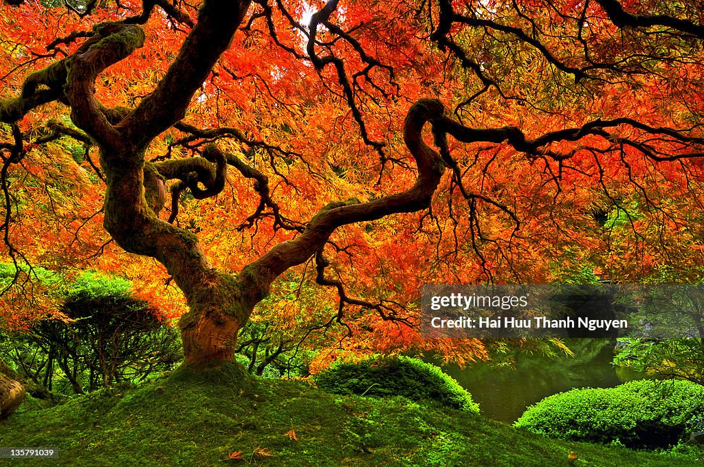 Maple tree trunk
