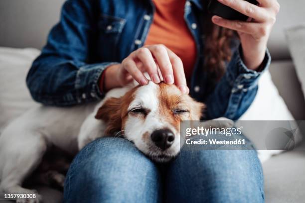 dog lying on woman's lap at home - animale domestico foto e immagini stock