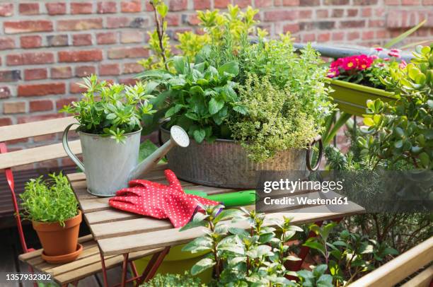 various herbs cultivated in balcony garden - dragon stockfoto's en -beelden