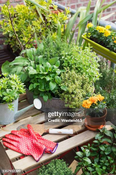 various herbs cultivated in balcony garden - balcon fleuri photos et images de collection