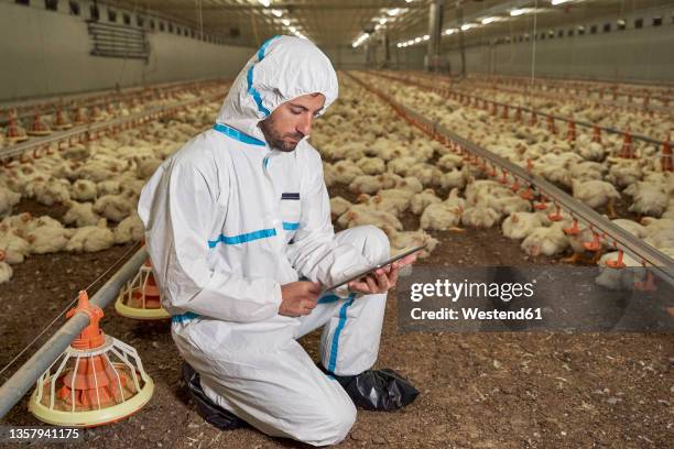 man in protective suit using digital tablet in chicken farm - allevamento polli foto e immagini stock