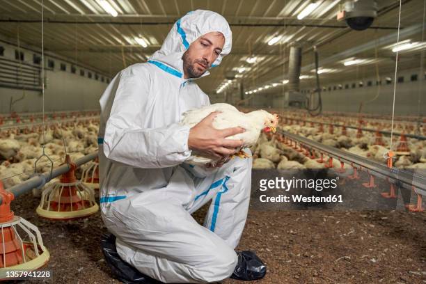 man examining hen in factory - allevamento polli foto e immagini stock