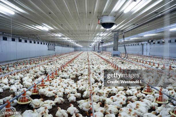8,116 Animal Husbandry Photos and Premium High Res Pictures - Getty Images 8,116 Animal Husbandry Photos and Premium High Res Pictures - Getty Images