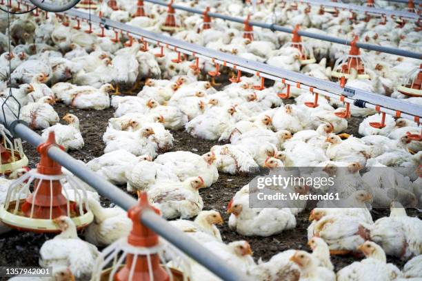 white chicken amidst feeders in production factory - gallina fotografías e imágenes de stock