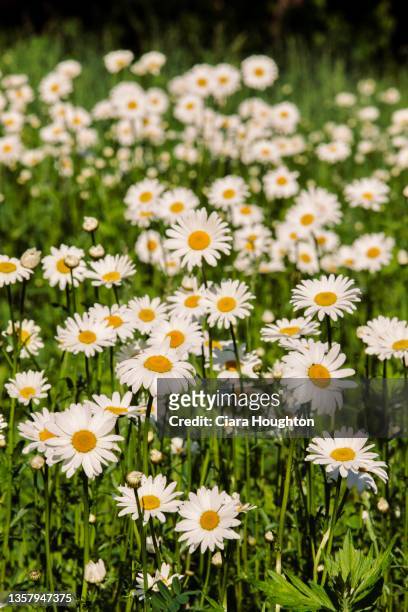 in daisy fields - connecticut landscape stock pictures, royalty-free photos & images