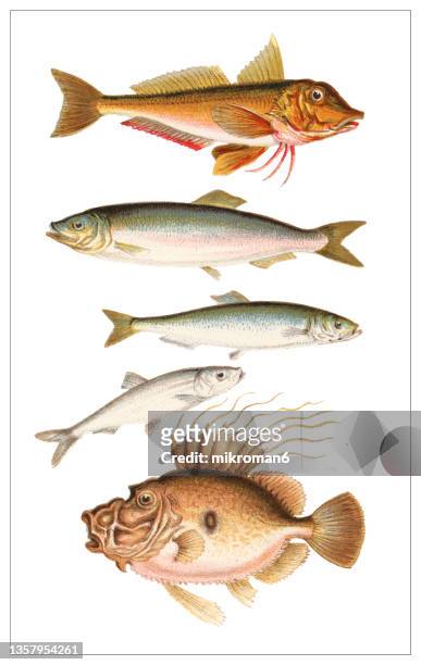 old engraved illustration of fishes - grabado técnica de ilustración ilustraciones fotografías e imágenes de stock
