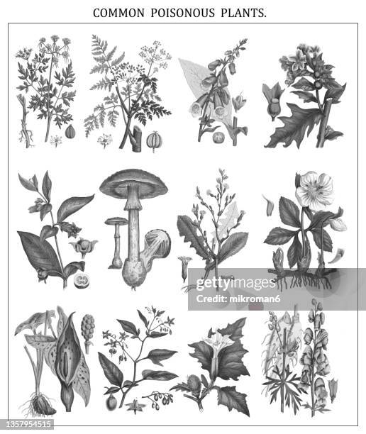 old chromolithograph illustration of poisonous plants - poison hemlock stock pictures, royalty-free photos & images