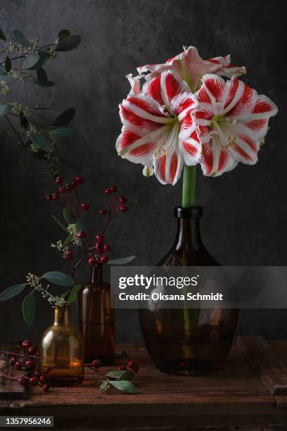 still life with beautiful rad and white  amaryllis flower in big glass vase. rustic style. - amaryllis stock-fotos und bilder