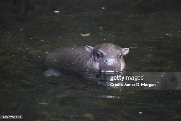 Baby Pygmy Hippo calf makes its first appearance with its mother at Taronga Zoo on December 09, 2021 in Sydney, Australia. It is the first time the...
