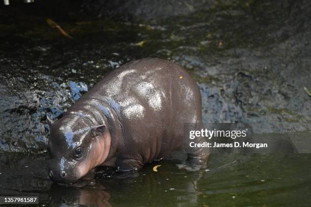 Baby Pygmy Hippo calf makes its first appearance with its mother at Taronga Zoo on December 09, 2021 in Sydney, Australia. It is the first time the...