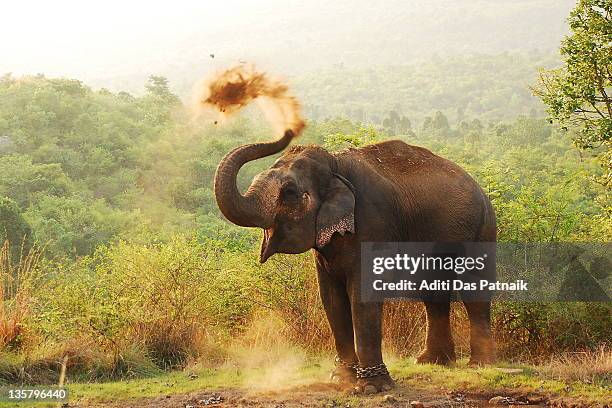 elephant - asiatischer elefant stock-fotos und bilder