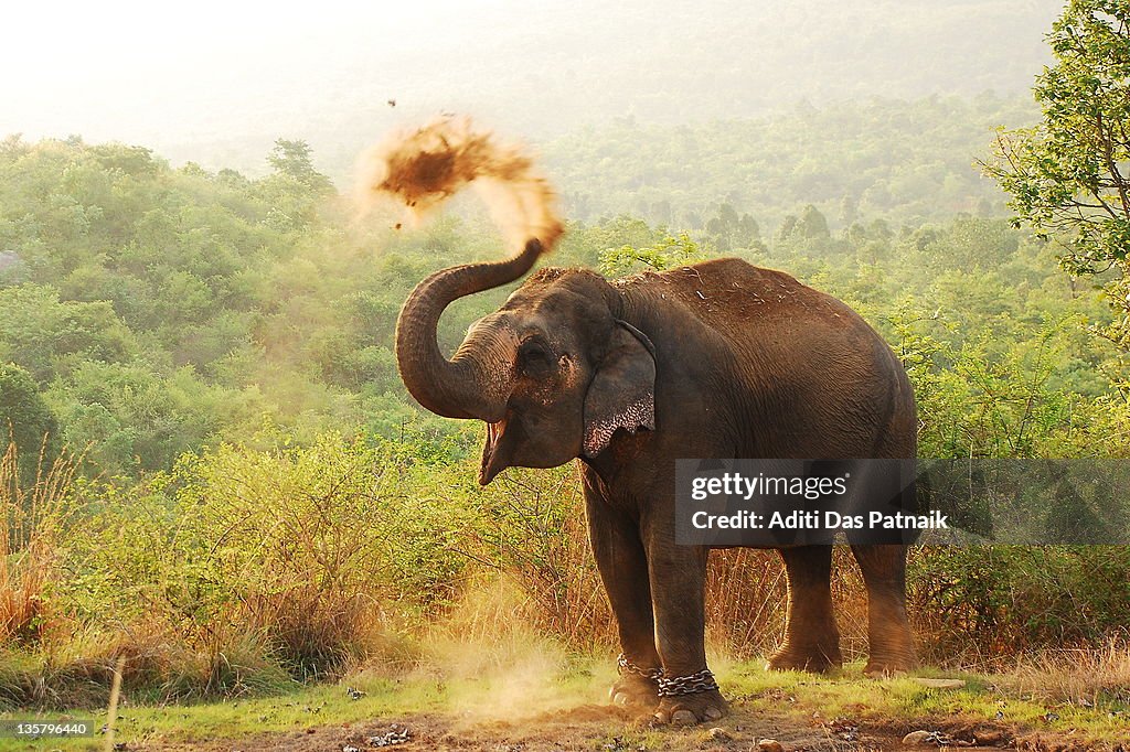Elephant
