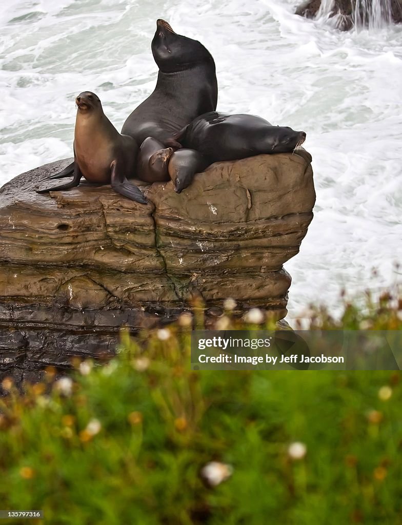 Seals on rock