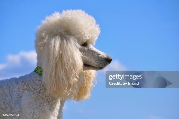 poodle - standard poodle stock-fotos und bilder