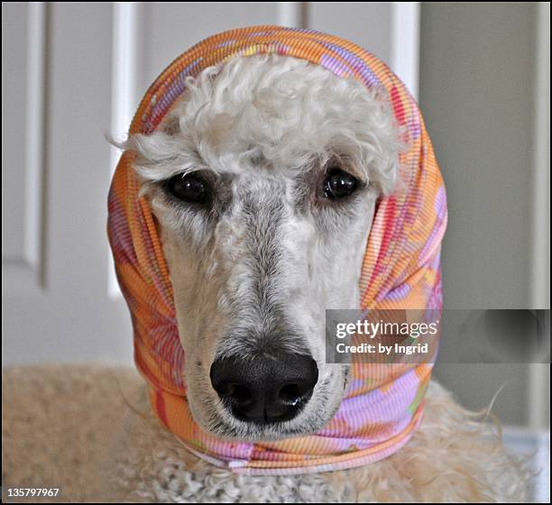 standard poodle dog with head covered with scarf - standard poodle stock pictures, royalty-free photos & images