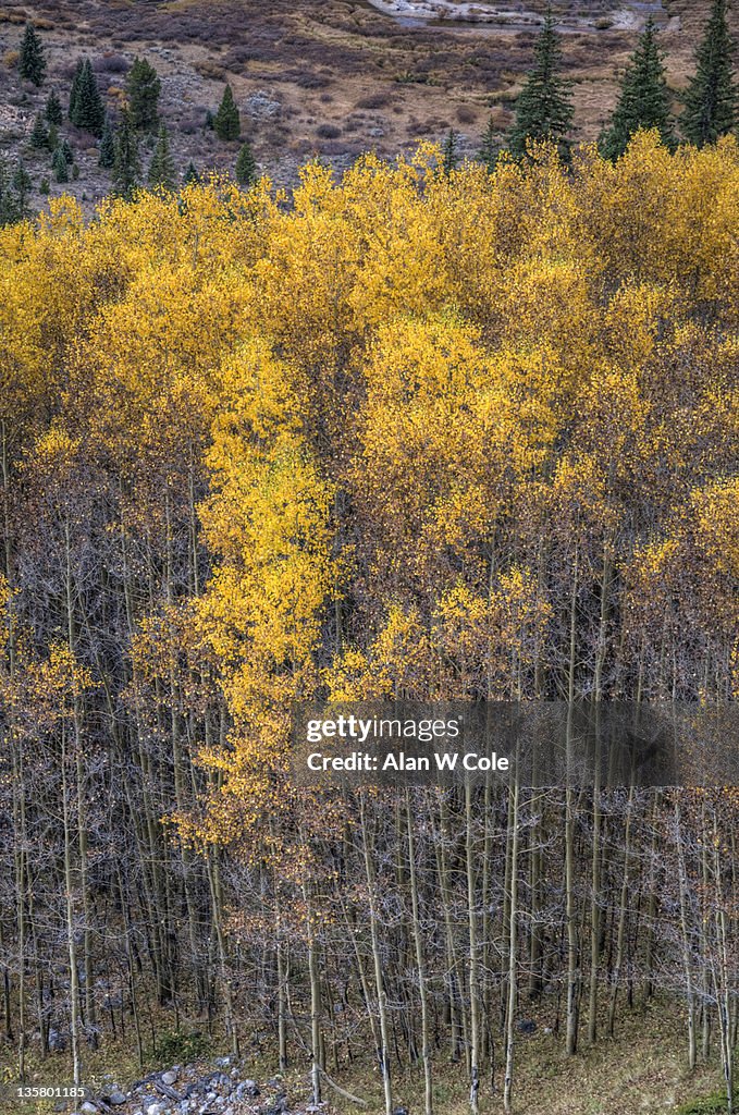 Fall Aspen Grove