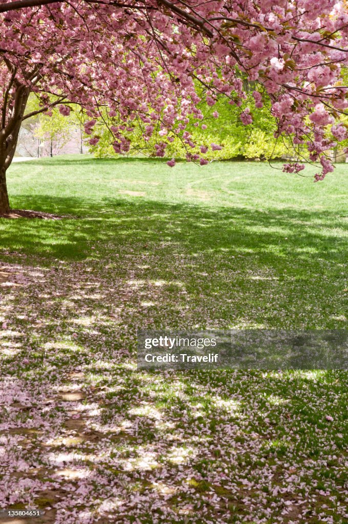 Under blooming cherry tree in spring park