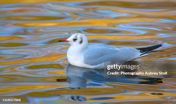 black headed gull - black headed gull stock-fotos und bilder