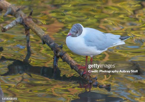 black headed gull on a branch - bromley stock pictures, royalty-free photos & images