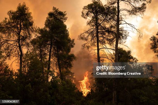 a burning forest - forest fire stockfoto's en -beelden