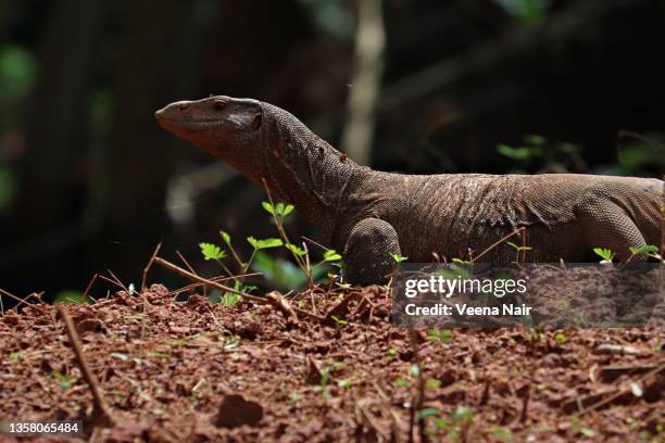 98 Bengal Monitor Photos and Premium High Res Pictures - Getty Images 98 Bengal Monitor Photos and Premium High Res Pictures - Getty Images