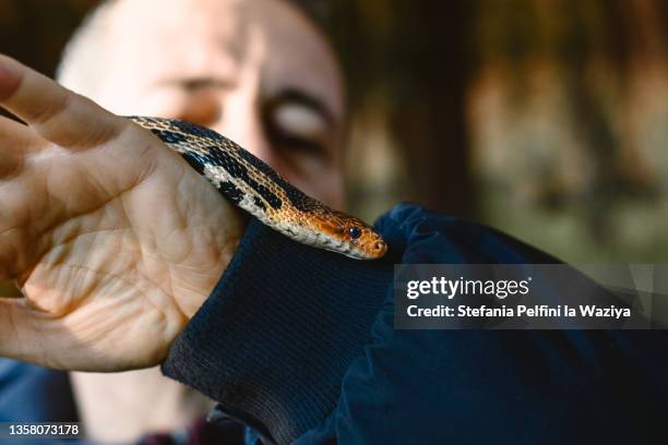 man holding a snake - fobia imagens e fotografias de stock