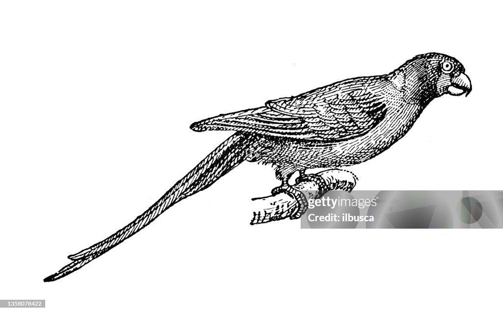 Antique illustration: Narcissus flycatcher