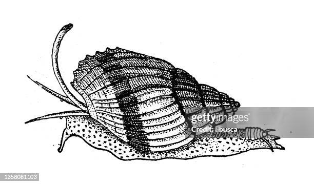 antique illustration: nassarius, nassa mud snail, dog whelk - escargot 幅插畫檔、美工圖案、卡通及圖標