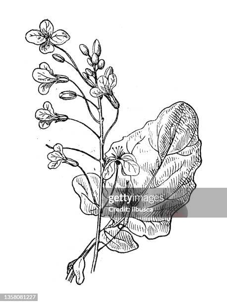 illustrazioni stock, clip art, cartoni animati e icone di tendenza di illustrazione antica: brassica napus, stupro - colza
