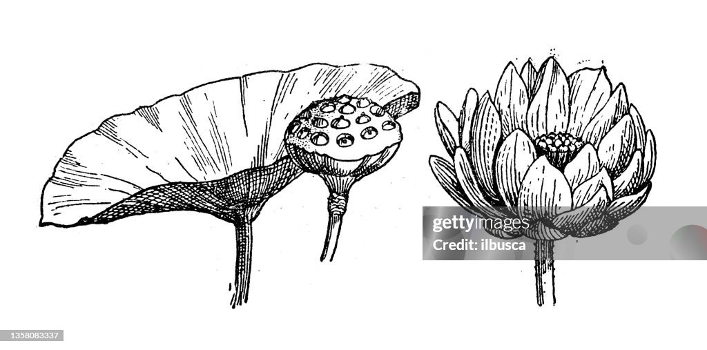 Antique illustration: Yellow Nelumbo lotus