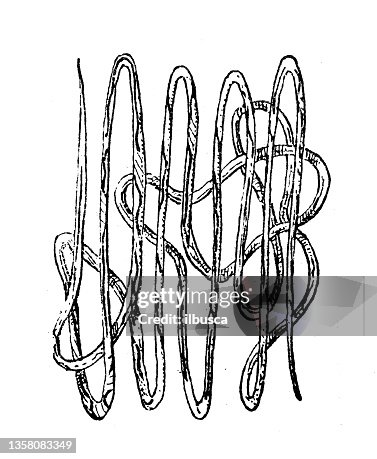 Antique illustration: nematode, roundworm Antique illustration: nematode, roundworm