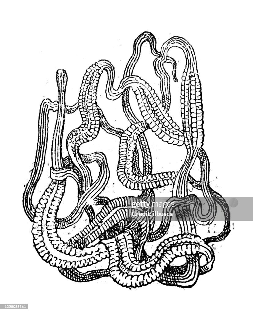 Antique illustration: Nemertea, ribbon worm