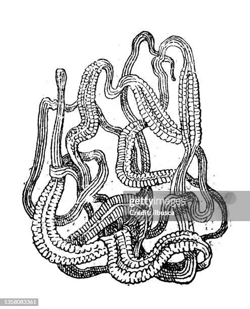 antique illustration: nemertea, ribbon worm - ribbon worm stock illustrations