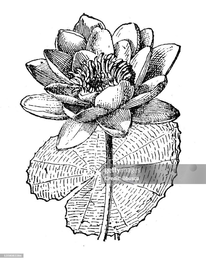 Antique illustration: Nymphaea
