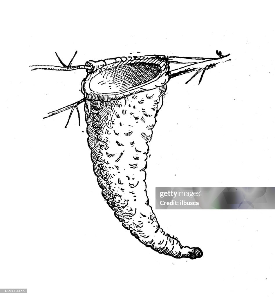 Antique illustration: Nest, spotted flycatcher (Muscicapa striata)