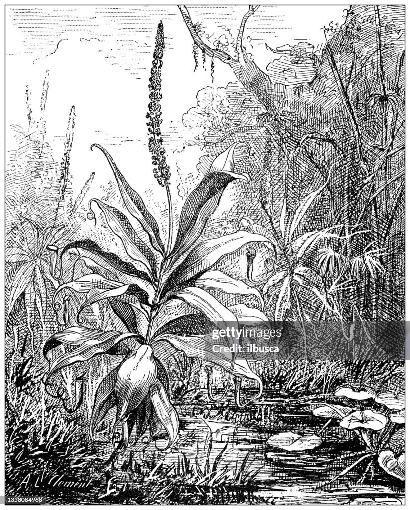 Antique illustration: Nepenthes distillatoria