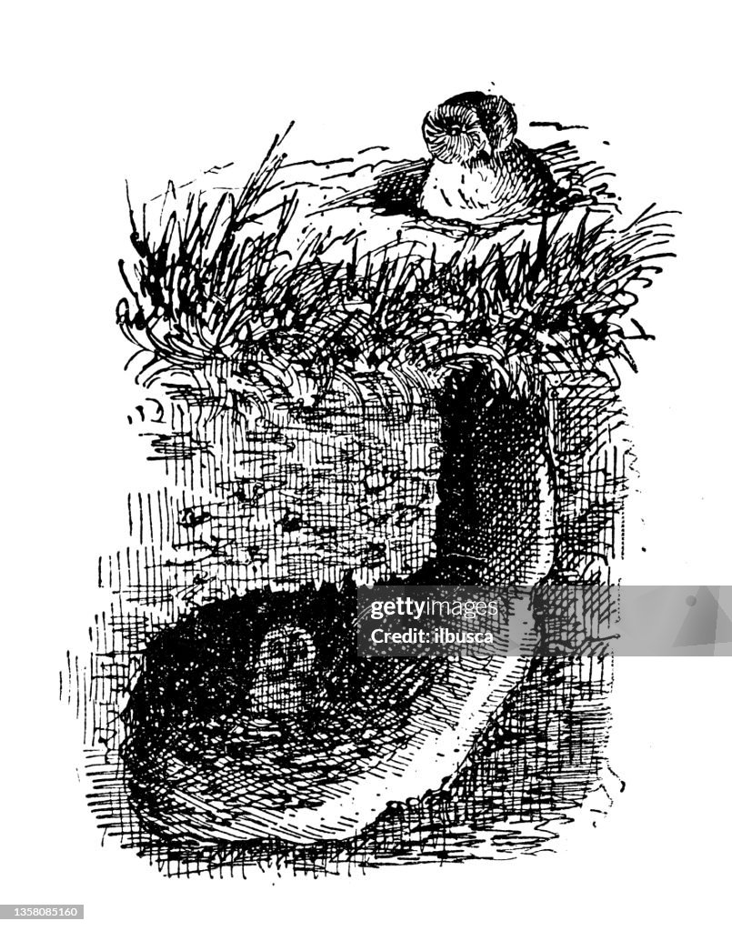 Antique illustration: Nest, Tawny owl