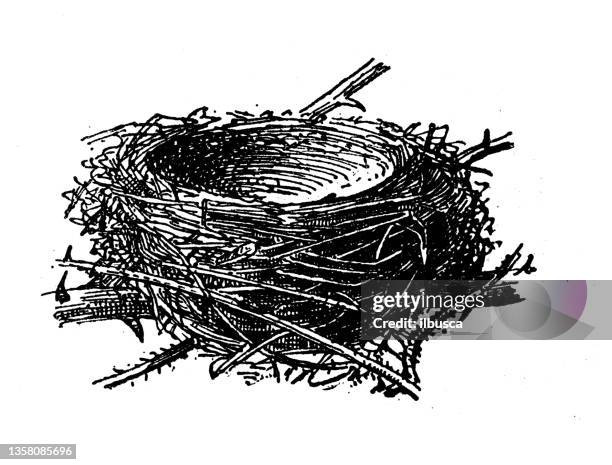 bildbanksillustrationer, clip art samt tecknat material och ikoner med antique illustration: nest, eurasian blackcap (sylvia atricapilla) - birds nest