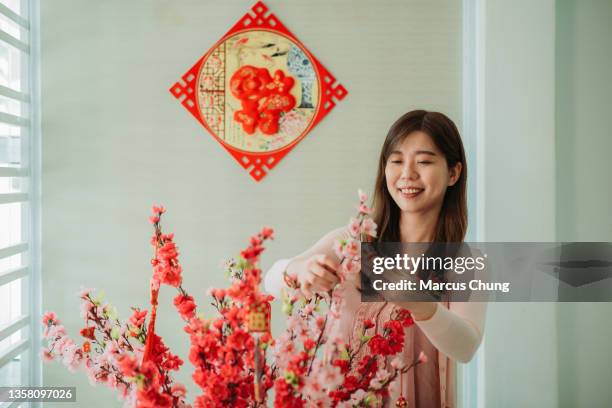 asian chinese smiling women decorating chinese new year ornaments on cherry blossom - putting indoors stock pictures, royalty-free photos & images