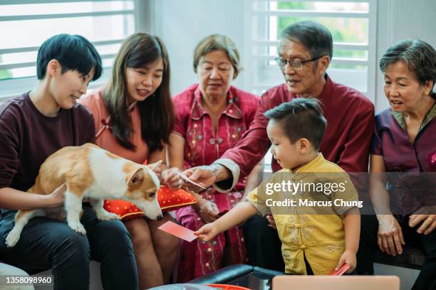 asian chinese family sitting and giving red envelope to the dog in living hall during chinese new year - chinese new year dog stock pictures, royalty-free photos & images